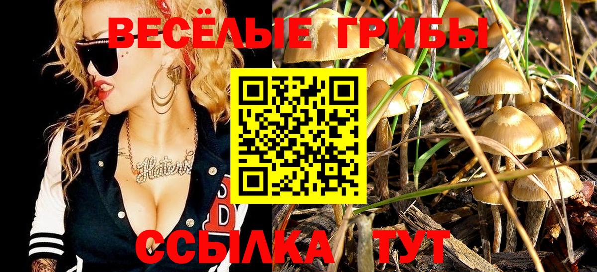 Псилоцибиновые грибы Psilocybine cubensis Новоалександровск